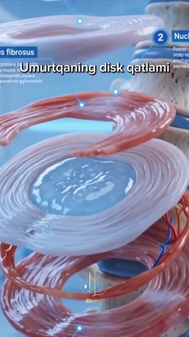 Umurtqa disk qatlamlari